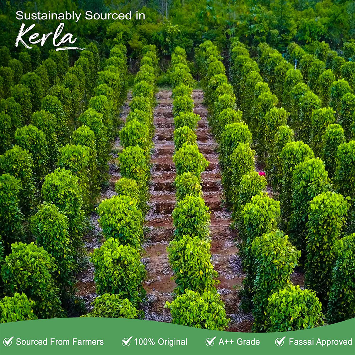 Premium Green Cardamom Pods (Elaichi), Whole Spice, Natural | Bold Flavor & Natural Aroma